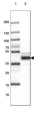 Western Blot: SUCLA2 Antibody [NBP1-85860] - Lane 1: Marker [kDa] 250, 130, 100, 70, 55, 35, 25, 15, 10Lane 2: Human Cerebral Cortex tissue