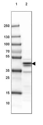 Western Blot: SUCLA2 Antibody [NBP1-85860] - Lane 1: Marker [kDa] 250, 130, 100, 70, 55, 35, 25, 15, 10 Lane 2: Mouse Cerebral Cortex tissue