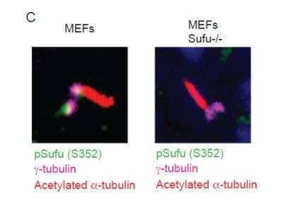 Immunofluorescence: Suppressor of Fused Antibody - Azide and BSA Free [NBP2-61114] - Immunofluorescence staining of the indicated proteins in cyliated mouse embryonic fibroblasts (MEFs) and MEFs knockout for Sufu-/-. The images show pSufu accumulates at the base of the cilium, similarly to the phosphorylated S342 described before. In this case, MEFs lacking Sufu do not show the same signal indicating specificity.