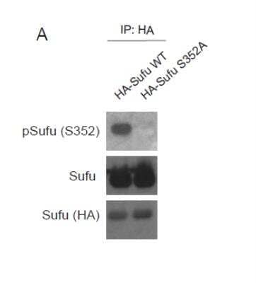 Western Blot: SUFU Antibody - Azide and BSA Free [NBP2-61114] - Detection of Sufu, phosphorylated S352 Sufu and HA after immunoprecipitation of HA tagged Sufu Wild Type and Sufu S352A from HEK293T cells. This shows that the anti-phospho-sufu antibody is specific and recognises only the phosphorylated form of Sufu but not a mutant where S352 is mutated to alanine. Also a second antibody recognises Sufu after immunoprecipitation independent of the phosphorylation status.