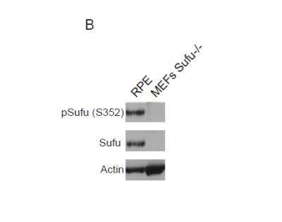 Knockout Validated: Suppressor of Fused Antibody - Azide and BSA Free [NBP2-61114] - Detection by western blot of phophorylated Sufu on S352, Sufu from RPE (Retinal Pigment Epithelial) cells (Lane 1) and MEFs (Mouse Embryonic Fibroblasts) (Lane 2). Actin was used as a loading control