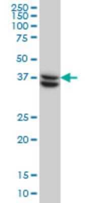 Western Blot SUGT1 Antibody (6G5) - Azide and BSA Free