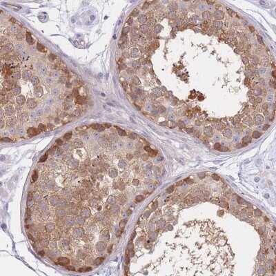 Immunohistochemistry: SUGT1 Antibody [NBP2-38518] - Staining of human testis shows moderate cytoplasmic positivity in cells in seminiferous ducts.