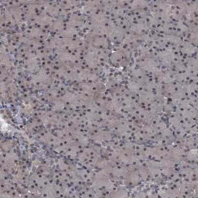 Immunohistochemistry-Paraffin: SUMO Activating Enzyme E1 (SAE1) Antibody [NBP2-13272] - Staining of human pancreas shows low expression as expected.