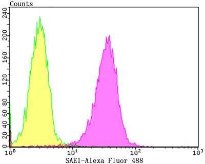 Flow Cytometry: SUMO Activating Enzyme E1 (SAE1) Antibody (JG35-88) [NBP2-76866] - Flow cytometric analysis of A549 cells with SAE1 antibody at 1/100 dilution (yellow) compared with an unlabelled control (cells without incubation with primary antibody; purple).Alexa Fluor 488-conjugated goat anti-rabbit IgG was used as the secondary antibody.