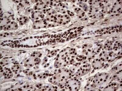 Immunohistochemistry: SUMO Activating Enzyme E1 (SAE1) Antibody (OTI6B11) - Azide and BSA Free [NBP2-74410] - Analysis of Human pancreas tissue. (Heat-induced epitope retrieval by 1 mM EDTA in 10mM Tris, pH8.5, 120C for 3min)