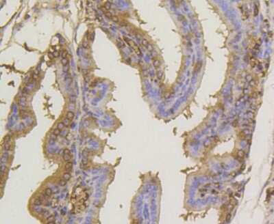 Immunohistochemistry-Paraffin: SUMO1 Antibody (SJ20-03) [NBP2-67419] - Analysis of paraffin-embedded mouse placenta tissue using anti-SUMO-1 antibody. Counter stained with hematoxylin.
