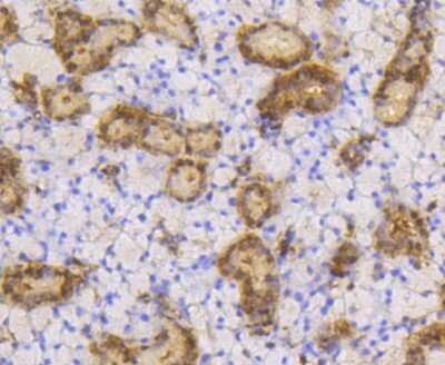 Immunohistochemistry-Paraffin: SUMO1 Antibody (SJ20-03) [NBP2-67419] - Analysis of paraffin-embedded mouse thyroid tissue using anti-SUMO-1 antibody. Counter stained with hematoxylin.
