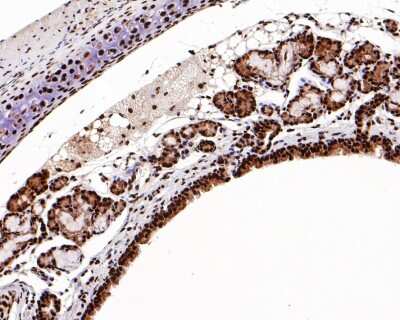 Immunohistochemistry-Paraffin: SUMO1 Antibody (SJ20-03) [NBP2-67419] - Analysis of paraffin-embedded mouse trachea tissue with Rabbit anti-SUMO-1 antibody washed with ddH2O and PBS, and then probed with the primary antibody  at 1/500 dilution for 1 hour at room temperature. The detection was performed using an HRP conjugated compact polymer system. DAB was used as the chromogen. Tissues were counterstained with hematoxylin and mounted with DPX.