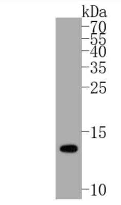 Western Blot: SUMO1 Antibody (SJ20-03) [NBP2-67419] - Analysis of SUMO-1 on Hela cell lysates. Proteins were transferred to a PVDF membrane and blocked with 5% BSA in PBS for 1 hour at room temperature. The primary antibody (1/500) was used in 5% BSA at room temperature for 2 hours. Goat Anti-Rabbit IgG - HRP Secondary Antibody at 1:5,000 dilution was used for 1 hour at room temperature.