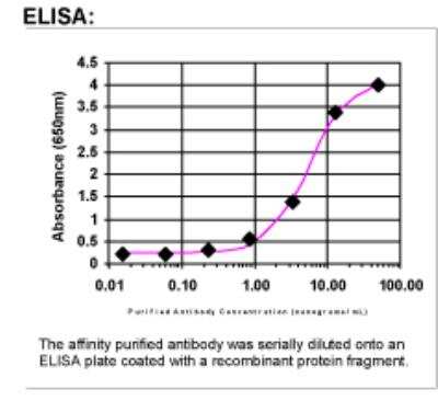 ELISA: SUMO2 Antibody [35440002]
