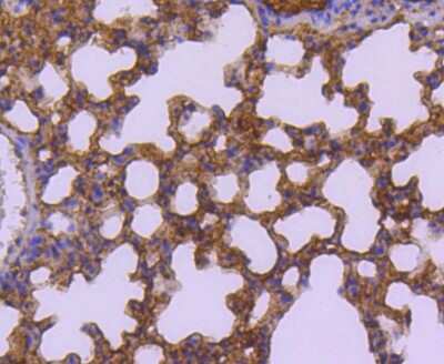 Immunohistochemistry-Paraffin: SUMO3 Antibody (JJ087-04) [NBP2-67842] - Analysis of paraffin-embedded mouse lung tissue using anti- Sumo 2+3 antibody. Counter stained with hematoxylin.