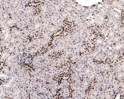Immunohistochemistry-Paraffin: SUMO3 Antibody (JJ087-04) [NBP2-67842] - Analysis of paraffin-embedded mouse kidney tissue with Rabbit anti-SUMO3 antibody washed with ddH2O and PBS, and then probed with the primary antibody  at 1/400 dilution for 1 hour at room temperature. The detection was performed using an HRP conjugated compact polymer system. DAB was used as the chromogen. Tissues were counterstained with hematoxylin and mounted with DPX.