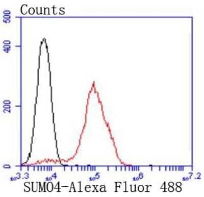 Flow Cytometry: SUMO4 Antibody (JJ085-01) [NBP2-67906] - Analysis of 293 cells with SUMO4 antibody at 1/50 dilution (red) compared with an unlabelled control (cells without incubation with primary antibody; black). Alexa Fluor 488-conjugated goat anti rabbit IgG was used as the secondary antibody