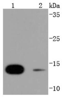 Western Blot: SUMO4 Antibody (JJ085-01) [NBP2-67906] - Analysis of SUMO4 on different lysates using anti-SUMO4 antibody at 1/1,000 dilution. Positive control: Lane 1: 293T Lane 2: Jurkat