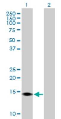 Western Blot: SUMO4 Antibody [H00387082-B01P] - Analysis of SUMO4 expression in transfected 293T cell line by SUMO4 polyclonal antibody.  Lane 1: SUMO4 transfected lysate(10.45 KDa). Lane 2: Non-transfected lysate.