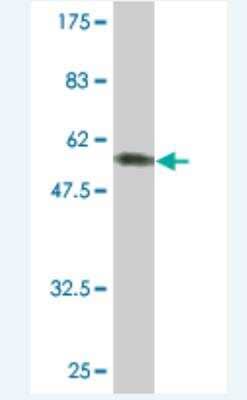 Western Blot: SUN1 Antibody (2D10) [H00023353-M01] - Detection against Immunogen (54.01 KDa) .