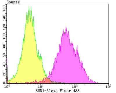 Flow Cytometry: SUN1 Antibody (JG95-31) [NBP2-75677] - Analysis of SH-SY-5Y cells with SUN1 antibody at 1/100 dilution (purple) compared with an unlabelled control (cells without incubation with primary antibody; yellow).  Alexa Fluor 488-conjugated goat anti-rabbit IgG was used as the secondary antibody.