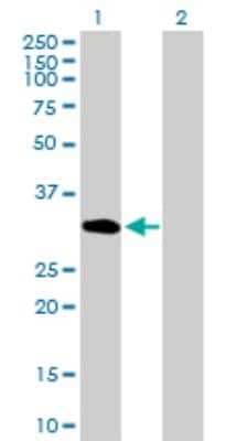 Western Blot: SUN1 Antibody [H00023353-B01P] - Analysis of UNC84A expression in transfected 293T cell line by UNC84A polyclonal antibody.  Lane 1: UNC84A transfected lysate(28.38 KDa). Lane 2: Non-transfected lysate.