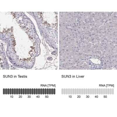 Immunocytochemistry/ Immunofluorescence SUNC1 Antibody - BSA Free