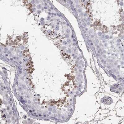 Immunohistochemistry-Paraffin: SUNC1 Antibody [NBP3-17117] - Staining of human testis shows high expression.