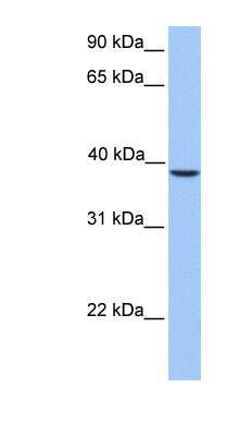 Western Blot SUNC1 Antibody - BSA Free