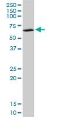 Western Blot: SUOX Antibody [H00006821-B01P] - Analysis of SUOX expression in HepG2.