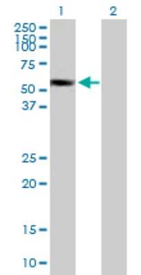 Western Blot: SUOX Antibody [H00006821-B01P] - Analysis of SUOX expression in transfected 293T cell line by SUOX polyclonal antibody.  Lane 1: SUOX transfected lysate(53.68 KDa). Lane 2: Non-transfected lysate.
