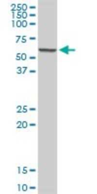 Western Blot: SUOX Antibody [H00006821-D01P] - Analysis of SUOX expression in mouse liver.
