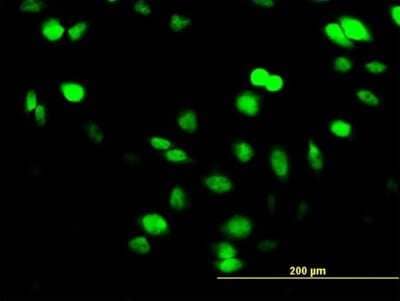 Immunocytochemistry/Immunofluorescence: SUPT5H Antibody (1G3) [H00006829-M04] - Analysis of monoclonal antibody to SUPT5H on HeLa cell. Antibody concentration 10 ug/ml