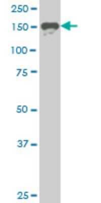 Western Blot: SUPT5H Antibody (1G3) [H00006829-M04] - Analysis of SUPT5H expression in Hela S3 NE (Cat # L013V3).