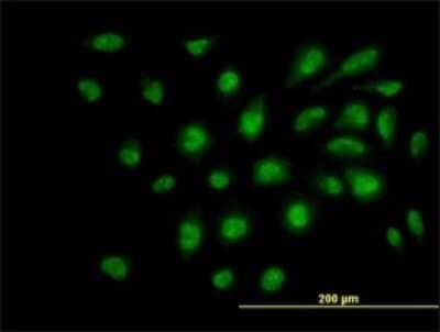 Immunocytochemistry/Immunofluorescence: SUPT5H Antibody (3F1) [H00006829-M01] - Analysis of monoclonal antibody to SUPT5H on HeLa cell. Antibody concentration 10 ug/ml.