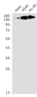 Western Blot: SUPT5H Antibody (S01-5C2) [NBP3-20004] - Western blot detection of SUPT5H in Hela, A549, HL-60 cell lysates using NBP3-20004 (1:1000 diluted). Predicted band size: 121kDa. Observed band size: 150kDa.