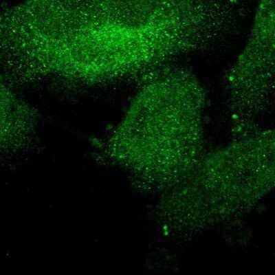 Immunocytochemistry/Immunofluorescence: SUR-8 Antibody [NBP1-87831] - Staining of human cell line U-251 MG shows localization to nucleoplasm &amp; cytosol. Antibody staining is shown in green.