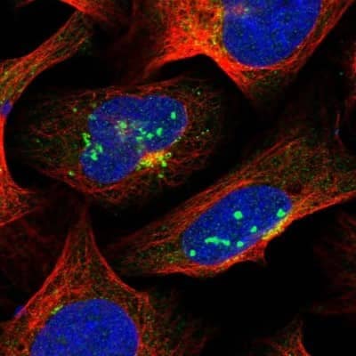 Immunocytochemistry/Immunofluorescence: SUR1 Antibody [NBP2-34077] - Staining of human cell line U-2 OS shows localization to nucleoli, cytosol & the Golgi apparatus. Antibody staining is shown in green.