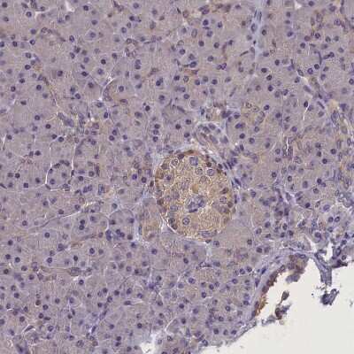 Immunohistochemistry-Paraffin: SUR1 Antibody [NBP2-34077] - Staining of human pancreas shows weak cytoplasmic positivity in islets of Langerhans.