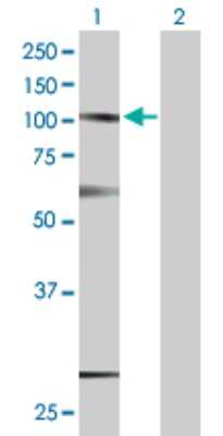 Western Blot: SUSD2 Antibody [H00056241-B01P] - Analysis of SUSD2 expression in transfected 293T cell line by SUSD2 polyclonal antibody.  Lane 1: SUSD2 transfected lysate(90.42 KDa). Lane 2: Non-transfected lysate.