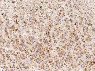 Immunohistochemistry-Paraffin: SUSD3 Antibody [NBP2-97966] - Immunochemical staining of human SUSD3 in human adrenal gland with rabbit polyclonal antibody at 1:100 dilution, formalin-fixed paraffin embedded sections.