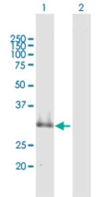 Western Blot: SUSD4 Antibody [H00055061-B01P] - Analysis of SUSD4 expression in transfected 293T cell line by SUSD4 polyclonal antibody.  Lane 1: SUSD4 transfected lysate(31.9 KDa). Lane 2: Non-transfected lysate.