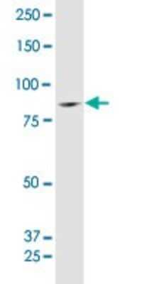 Western Blot: SUV3L1 Antibody [H00006832-B01P] - Analysis of SUPV3L1 expression in Raw 264.7.