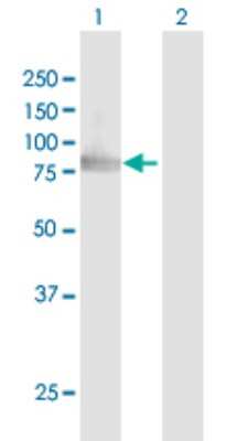 Western Blot: SUV3L1 Antibody [H00006832-B01P] - Analysis of SUPV3L1 expression in transfected 293T cell line by SUPV3L1 polyclonal antibody.  Lane 1: SUPV3L1 transfected lysate(86.46 KDa). Lane 2: Non-transfected lysate.