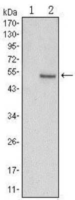 Western Blot: SUZ12 Antibody (2C11) [NBP1-51686] - Western blot analysis using SUZ12 mAb against HEK293 (1) and SUZ12-hIgGFc transfected HEK293 (2) cell lysate.