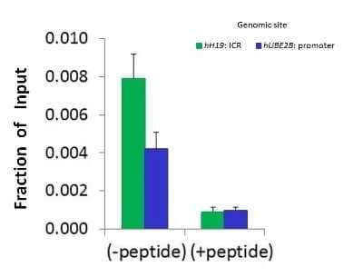 Chromatin Immunoprecipitation: SUZ12 Antibody [NBP3-10944] - Chromatin Immunoprecipitation (ChIP) using NBP3-10944 and HCT116 Cells