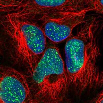 Immunocytochemistry/Immunofluorescence: SUZ12 Antibody [NBP2-33834] - Staining of human cell line HEK 293 shows localization to nucleoli & nuclear bodies. Antibody staining is shown in green.