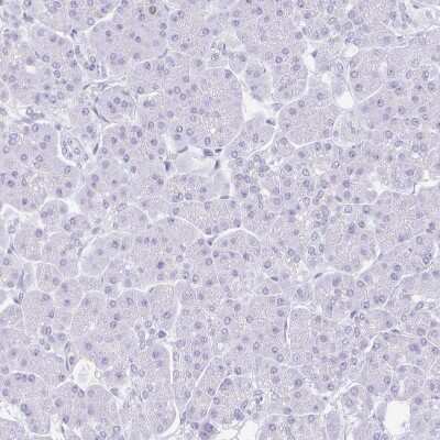 Immunohistochemistry-Paraffin: SUZ12 Antibody [NBP2-33834] - Staining of human pancreas shows no positivity in exocrine glandular cells as expected.