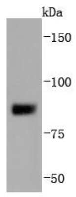 Western Blot: SUZ12 Antibody (JJ09-04) [NBP2-67888] - Analysis of SUZ12 on MCF-7 cells lysates using anti-SUZ12 antibody at 1/1,000 dilution.