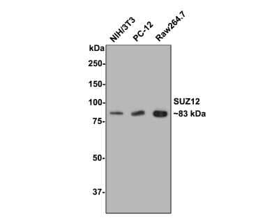 Western Blot: SUZ12 Antibody (JJ09-04) [NBP2-67888] - Analysis of SUZ12 on different lysates with Rabbit anti-SUZ12 antibody at 1/500 dilution. Lane 1: NIH/3T3 cell lysate Lane 2: PC-12 cell lysate Lane 3: Raw264.7 cell lysate Lysates/proteins at 10 ug/Lane. Predicted band size: 83 kDa Observed band size: 83 kDa Exposure time: 2 minutes; 8% SDS-PAGE gel. Proteins were transferred to a PVDF membrane and blocked with 5% NFDM/TBST for 1 hour at room temperature. The primary antibody at 1/500 dilution was used in 5% NFDM/TBST at room temperature for 2 hours. Goat Anti-Rabbit IgG - HRP Secondary Antibody at 1:300,000 dilution was used for 1 hour at room temperature.
