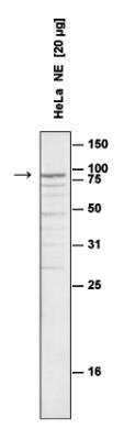 Western Blot: SUZ12 Antibody [NBP2-59245] - Analysis was performed on nuclear extracts from HeLa cells (HeLa NE, 20 ug) using the antibody against Suz12 diluted 1:1,000 in TBS-Tween containing 5% skimmed milk. A molecular weight marker (in kDa) is shown on the right; the location of the protein of interest is indicated on the left.