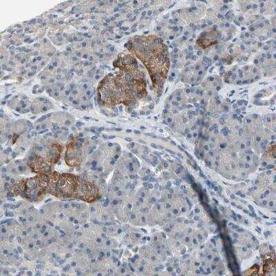 Immunohistochemistry-Paraffin: SV2A Antibody [NBP1-82964] - Staining of human pancreas shows strong cytoplasmic positivity in islets of Langerhans.