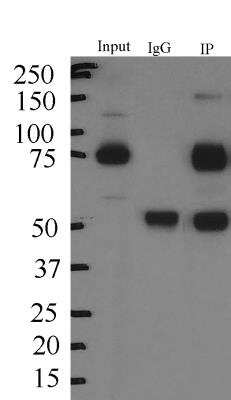 Immunoprecipitation: SV2A Antibody [NBP1-82964] - Staining of neuroblastoma cells SH-SY5Y differentiated into neurons. Lane (1) 10ug of input, 500ug used for IP. 10ul of antibody used for incubation with lysate (overnight incubation at 4C with rotation) prior to addition of beads. Image from verified customer review.